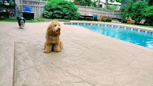 Illinois Pool Deck, Concrete Pool Deck
Pool Deck Resurfacing
Sundek
